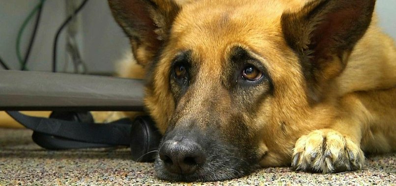 CANINES HARD-TO-RESIST PUPPY DOG EYES EVOLVED OVER YEARS TO CAPTURE OUR HEARTS, STUDY SAYS