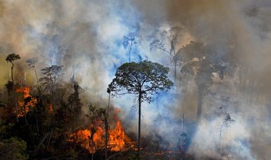 Deforestation in Brazilian Amazon remains high in May