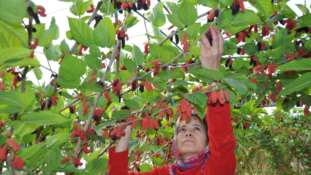 KARADUTTA HASAT VAKTİ