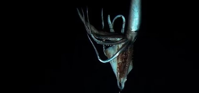 JAPAN DIVERS CAPTURE RARE FOOTAGE OF LIVE GIANT SQUID
