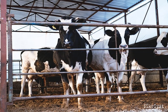 Kurban kesmenin hikmeti nedir?