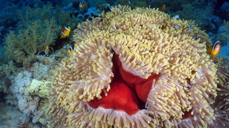 Colorful life in the depths of the Red Sea: Anemone City