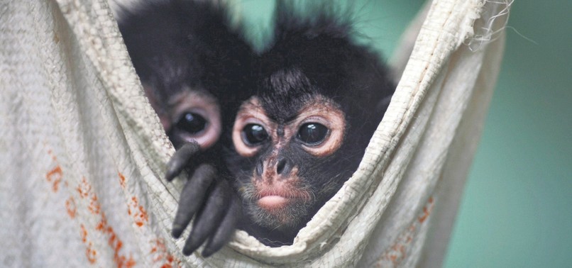 TURKISH AIRLINES COMMITS TO FIGHTING WILDLIFE TRAFFICKING