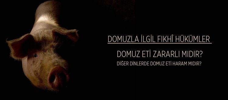 Muslumana Haram Kilinan Tek Hayvan Hangisidir Domuz Eti Zararli Midir Domuz Necis Midir Fikriyat Muslumana Haram Kilinan Tek Hayvan Hangisidir Domuz Eti Zararli Midir Domuz Necis Midir Fikriyat