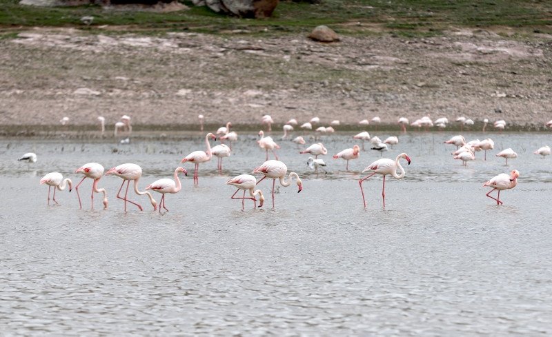 Thousands of flamingo chicks welcomed in province of Konya