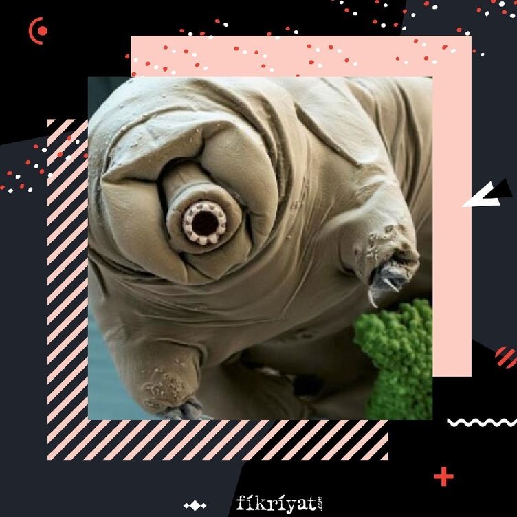 Dünyanın en dayanıklı hayvanının sırrı çözüldü