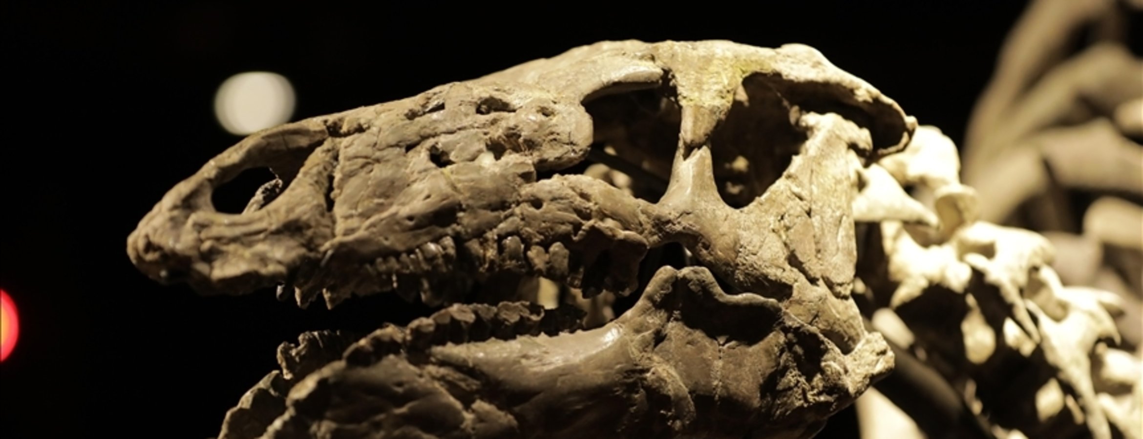 İskoçya’nın Skye Adası’ndaki etçil ve otçul dinozorların aynı su kaynaklarını kullandığı keşfedildi