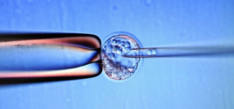 Scientists Cultivate Complete Human Embryo Model Without The Use Of Sperm Or Egg Anews 9044