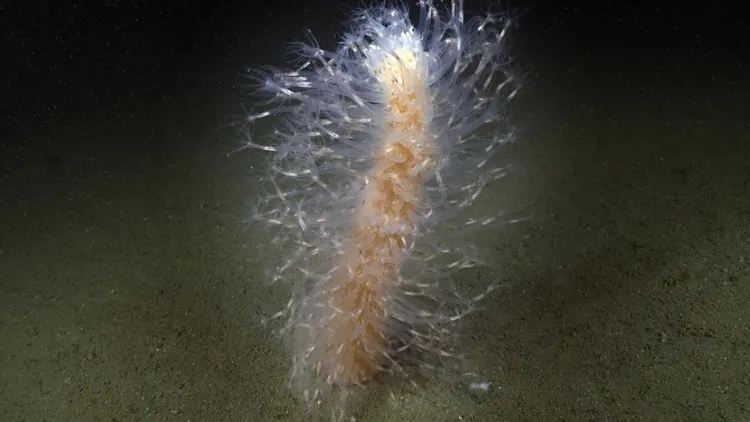 Marmara seabed footage shows marine life and mass die-off in deep waters