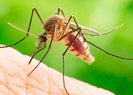 Araştırma: Sivrisinek salyası, dang hummasının bulaşıcılığını kolaylaştırıyor olabilir