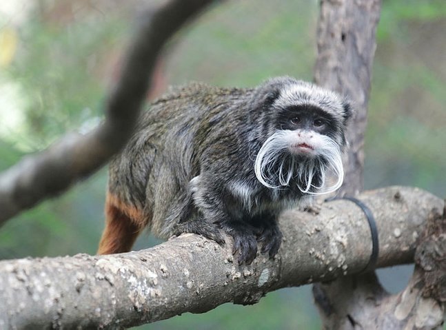 In new jolt to Dallas Zoo, two tamarin monkeys go missing