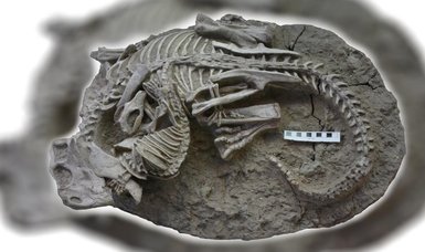 Extraordinary fossil unveils ancient predator-prey encounter in Northeast China