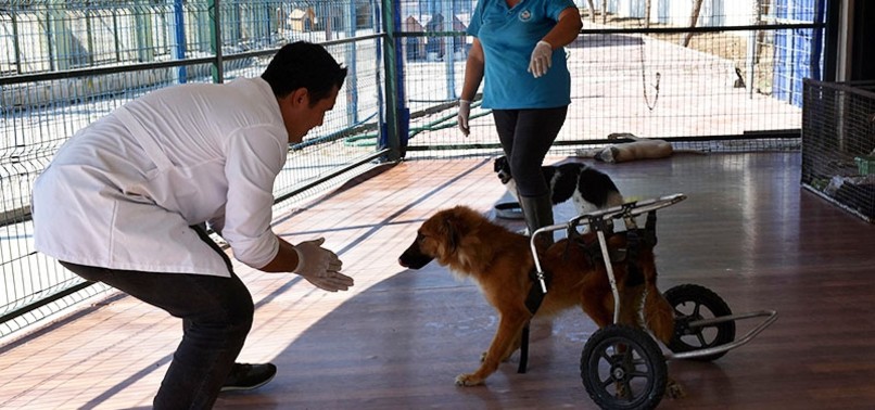 PARALYZED DOGS RECEIVE TREATMENT AT CLINIC IN WESTERN TURKEY
