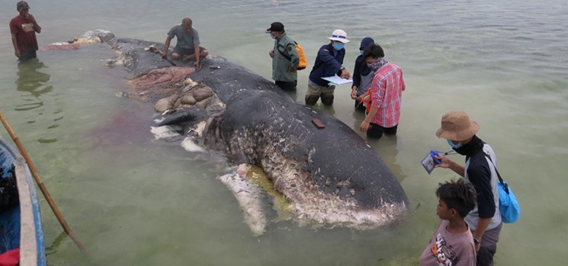 6 KILOGRAMS OF PLASTIC FOUND IN STOMACH OF DEAD WHALE WASHED UP IN INDONESIA