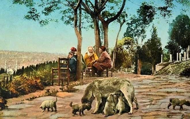 Osmanli Da Hayvan Sevgisinin Bir Meslege Tezahuru Mancacilik Galeri Fikriyat Gazetesi