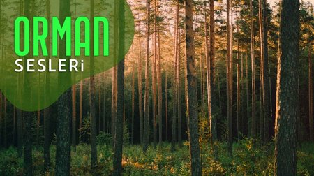 Orman Sesleri
