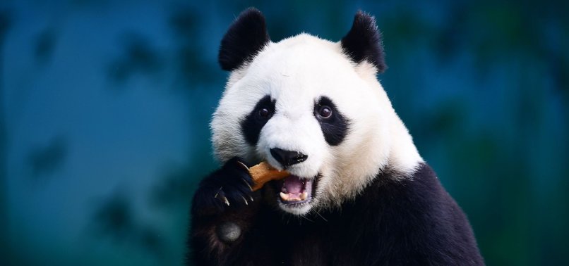CHINA CREATES APP TO RECOGNIZE PANDAS