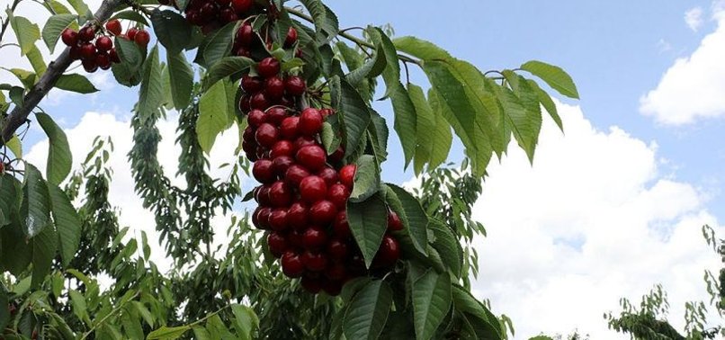 TURKEY TO EXPORT 8,000 TONS OF CHERRIES TO SOUTH KOREA IN 2019