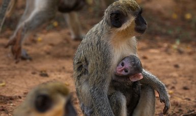Vervet monkeys in Senegal