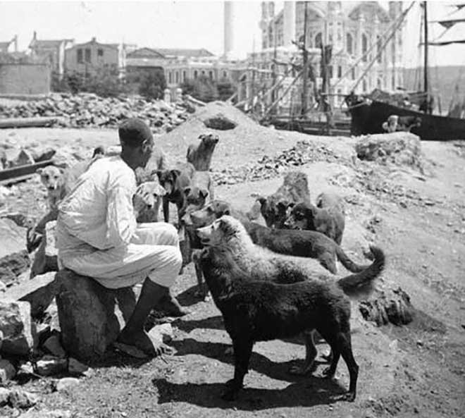 Osmanli Da Hayvan Sevgisinin Bir Meslege Tezahuru Mancacilik Galeri Fikriyat Gazetesi