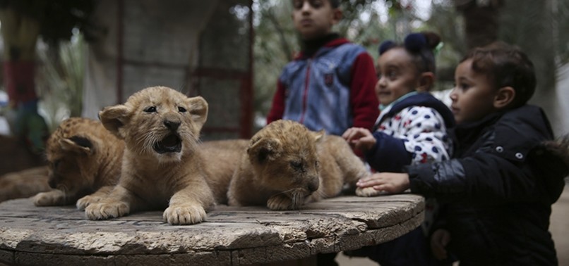 GAZA ZOOKEEPER FORCED TO SELL LION CUBS, ONE NAMED IN HONOR OF ERDOĞAN