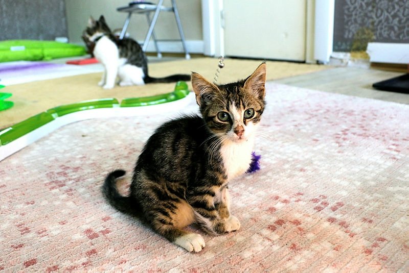 Cats pampered at five-star cat hotel in Turkey