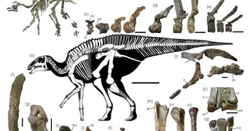 New dinosaur species found in Japan