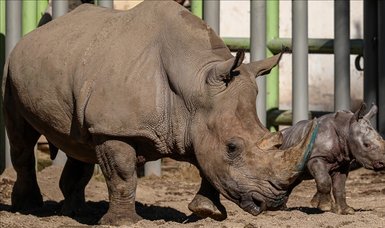 Tanzania aims to revive white rhinos