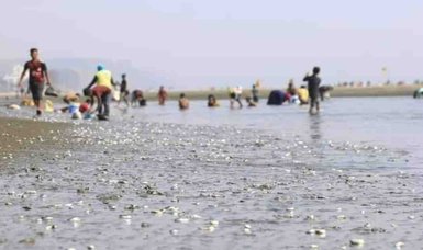 Hordes of dead fish wash up Bangladeshi beach