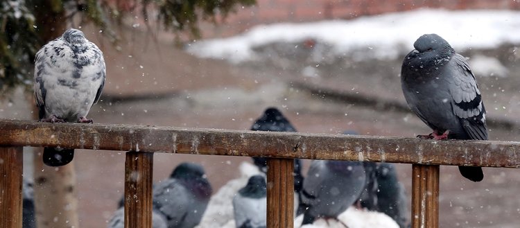 Karla kaplanan Erzurum, Ardahan, Kars ve Ağrı’da soğuk hava etkili