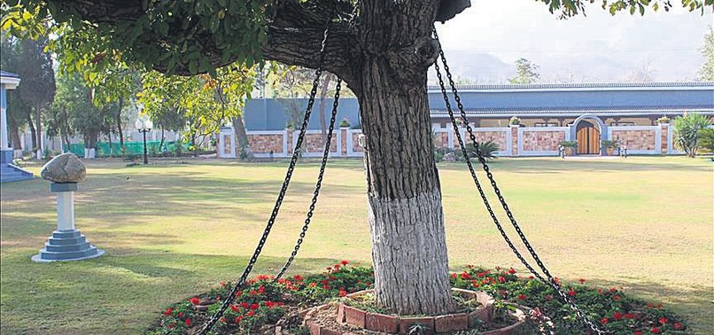 TREE IN PAKISTAN REMAINS UNDER ARREST FOR 120 YEARS