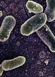 İngiltere’de Salmonella Alarmı