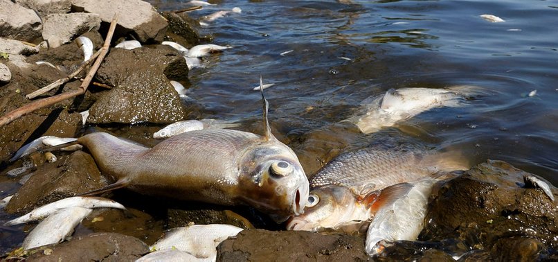 POLAND EXTENDS BATHING BAN ON ODER RIVER IN WAKE OF FISH DIE-OFF