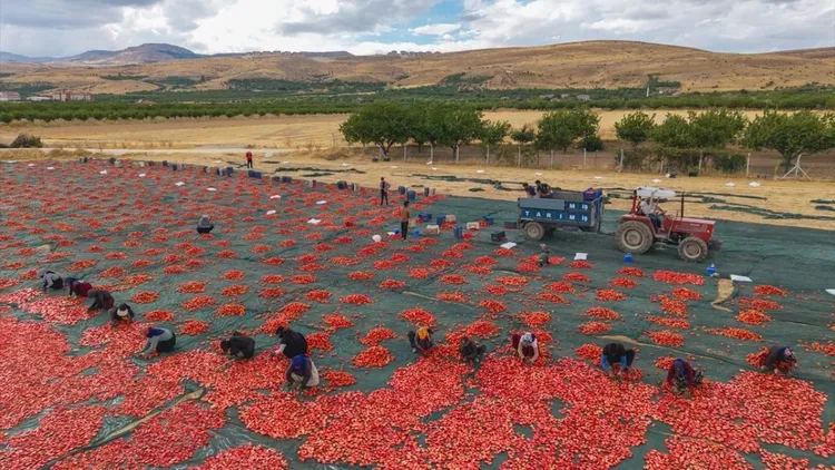 Dried tomato production expands in Malatya