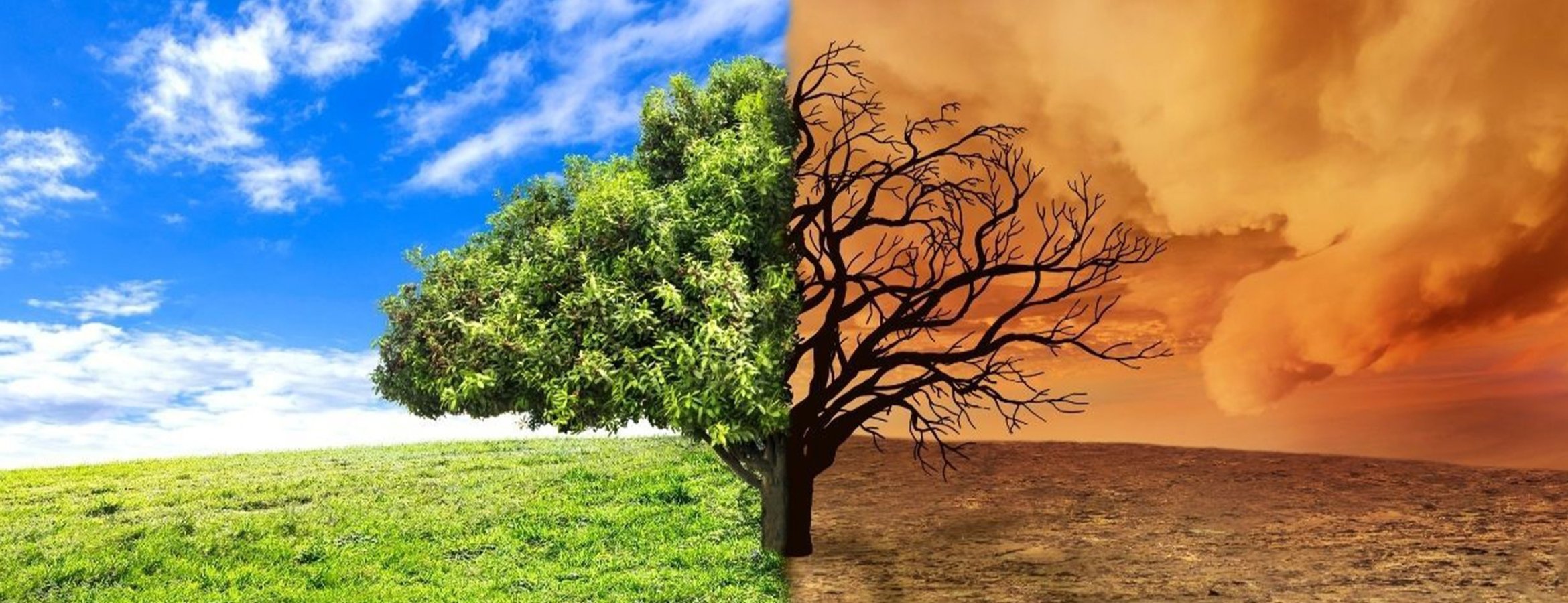 İnsan-yaban hayatı çatışması iklim değişikliğiyle artıyor