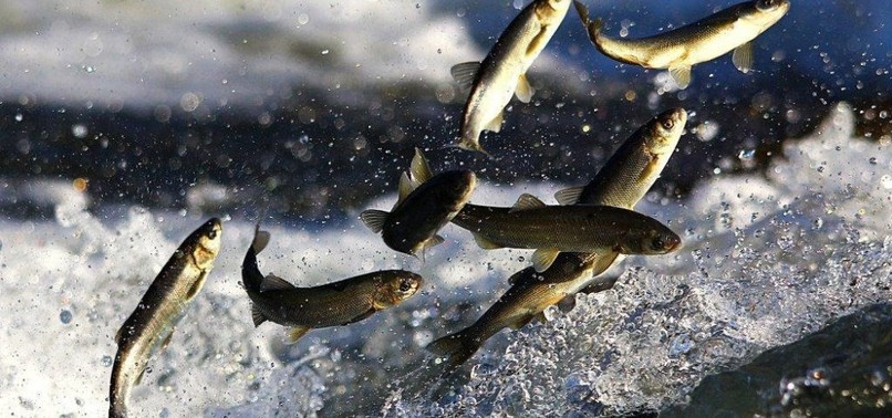 PEARL MULLETS OF LAKE VAN PROTECTED BY DRONES