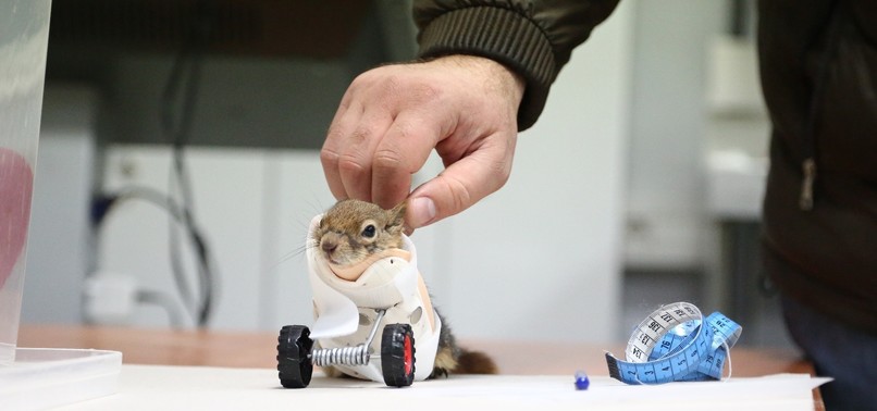 TURKISH SQUIRREL TO BECOME WORLD’S FIRST TO GET PROSTHETIC LIMB