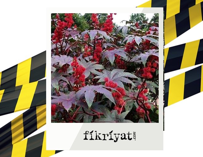 HİNT YAĞI BİTKİSİ