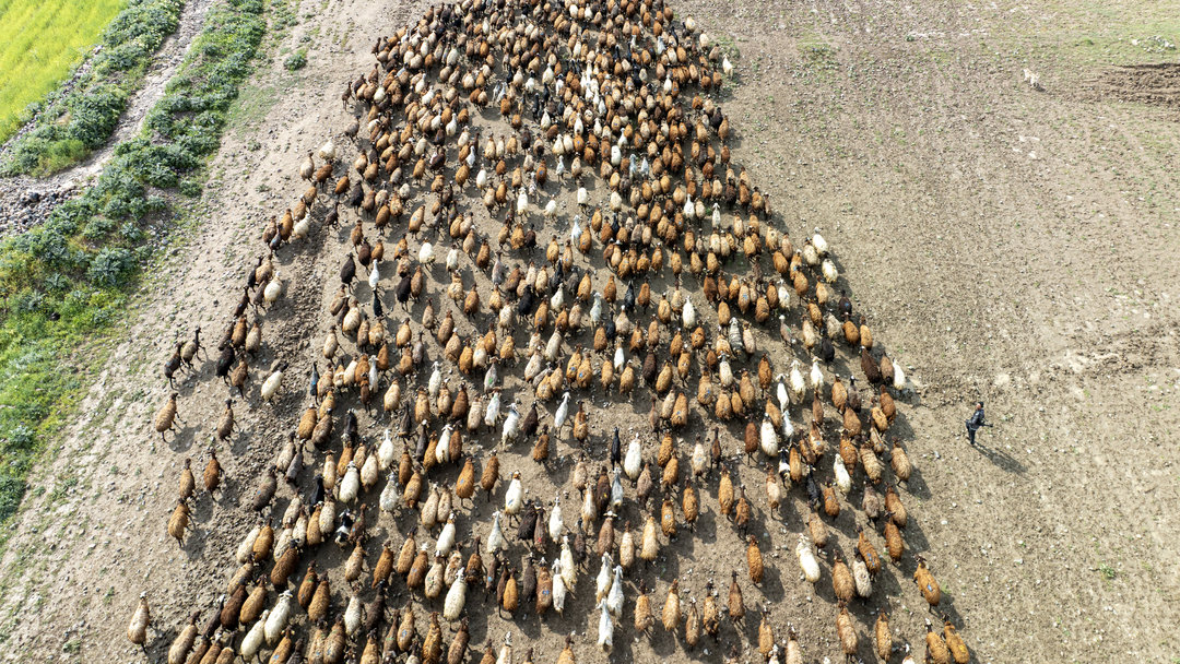 SÜRÜLERİN YAYLA YOLCULUĞU DEVAM EDİYOR