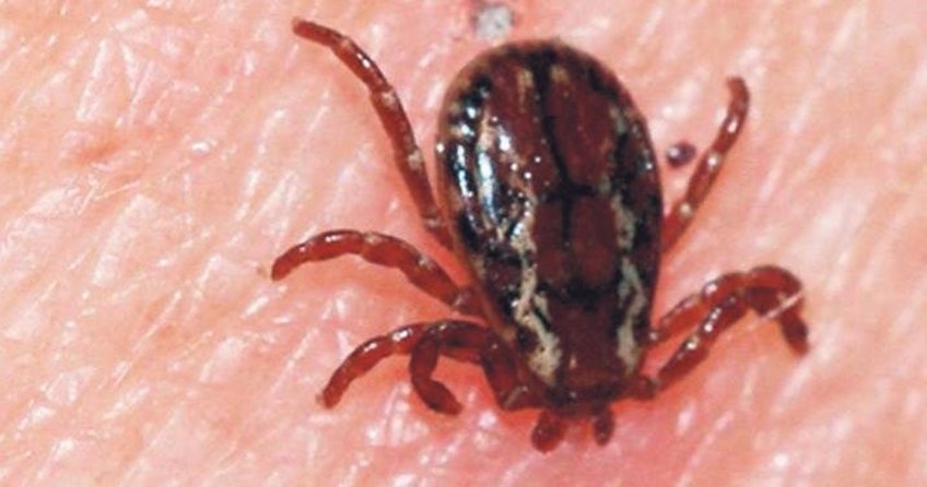 Türk’ün tedavisine mahkemeden fren