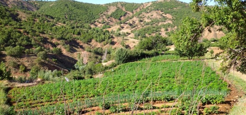 OVER 1M CANNABIS ROOTS SEIZED IN EASTERN TURKEY