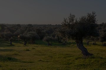 Kutsal ağaç: Zeytin ve yağı
