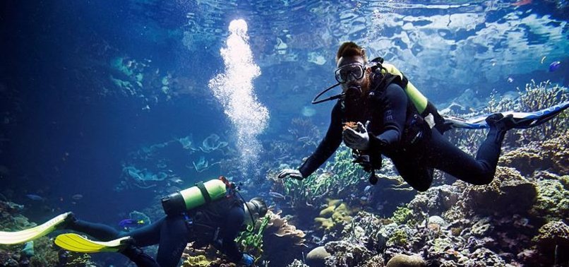 Dutch zoo creates coral Noahs Ark to preserve endangered reefs - anews