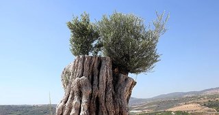 Kesildikten Sonra Yeniden Dikilen 800 Yıllık Ağaç Meyve Verdi!