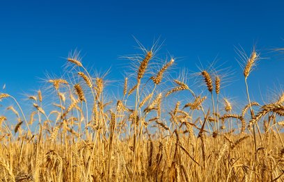 Onarıcı Tarımda İlk Hasat Alındı
