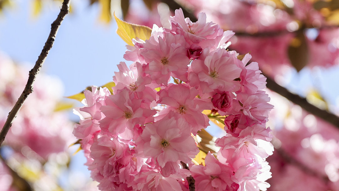 İSTANBUL İÇİN SAKURA VAKTİ