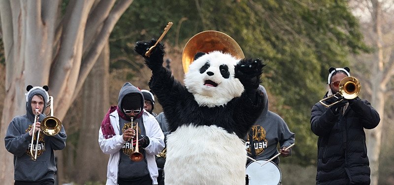 Pandas, like Trump, are back in Washington