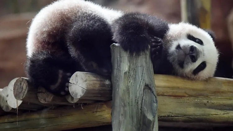 Giant panda cub Satrio Wiratama in Indonesia