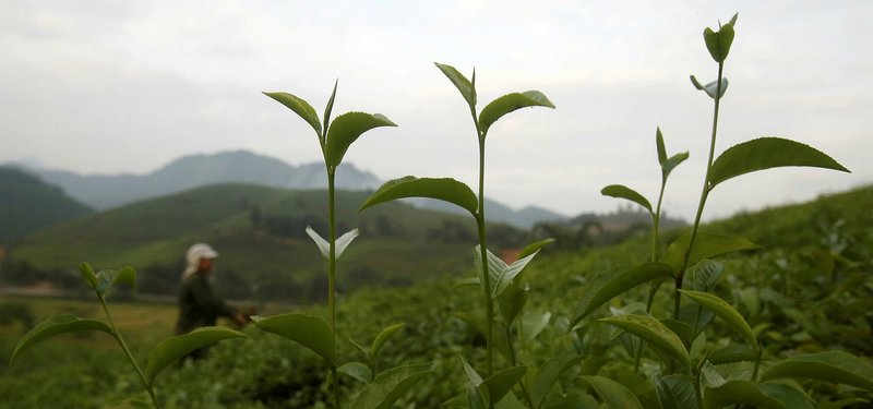 EU warns about green tea supplements