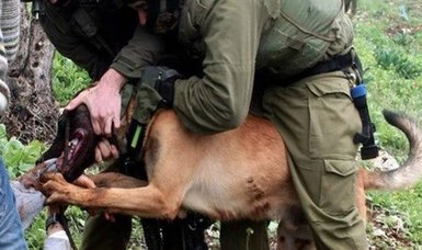 Footage shows Israeli army dog attacking a Palestinian man in his bed in West Bank